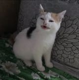 Disgust Kot