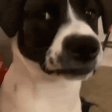 dogscare