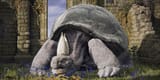 Elden-Ring-Turtle-Pope