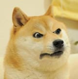 doge_mad