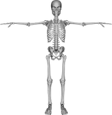skeleton_PNG42652