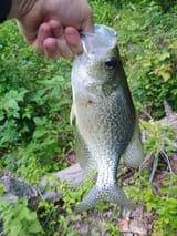big crappie