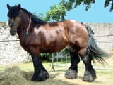 Etalon_race_ardennaise_1