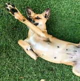 dog