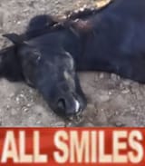 all smiles horsey
