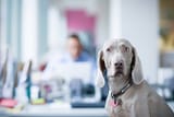 weimaraner-in-office[1]