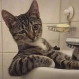 cat eyebrow