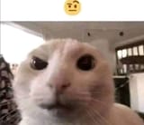 1731758002250492