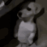 dog-standing-here
