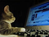 4chan cat 1173893903790