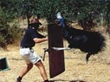 dino kick