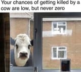 Cowmurder