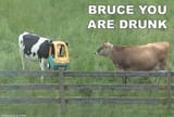 brucedrunk