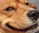 happydog