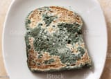 shitty bread