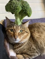 catbroccoli
