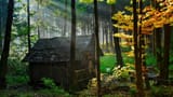 chorrwoods