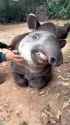 tapir pet_thumb.jpg