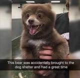 Bear at the dog shelter had a great time