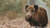 wildboar-c-shutterstock