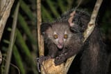 960px-Wild_aye_aye[1]