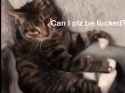 tucky kitty_thumb.jpg