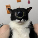 24566574657