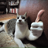 cat-cat-meme