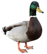 duck_170690246
