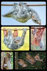 the-colugo-also-known-as-a-flying-lemur-these-mammals-are-v0-2kzgyj5frcba1[1]