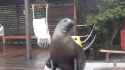 Sea lion spring break together_thumb.jpg