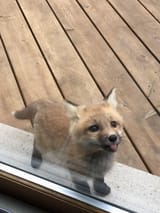 Fox
