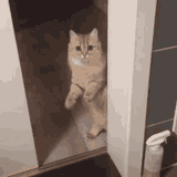 catclosedoor-cat
