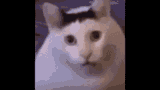 1706975027029090 572