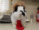 Actually a bunny