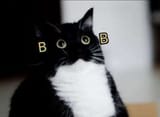 Boob cat(1)