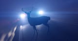 deer-in-headlights-meaning-4077920558