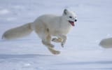 1_arcticfox-t