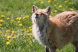 floofy fox