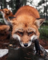 angry fox