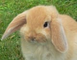 bun