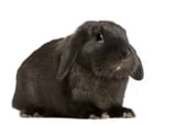 lop
