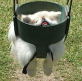 dogswing