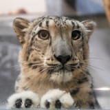 big eyes