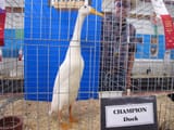 champion duck