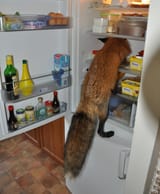 Fridge Fox