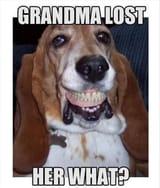 basset-hound-dog-memes-6