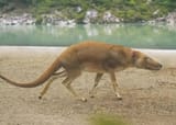 Pakicetus