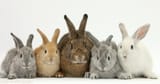 25761-Mother-rabbit-and-babies-white-background