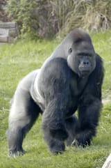 Gorille_des_plaines_de_l&#039;ouest_à_l&#039;Espace_Zoologique